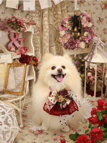 つぶらな瞳が可愛い愛犬の魅力を紹介する様子