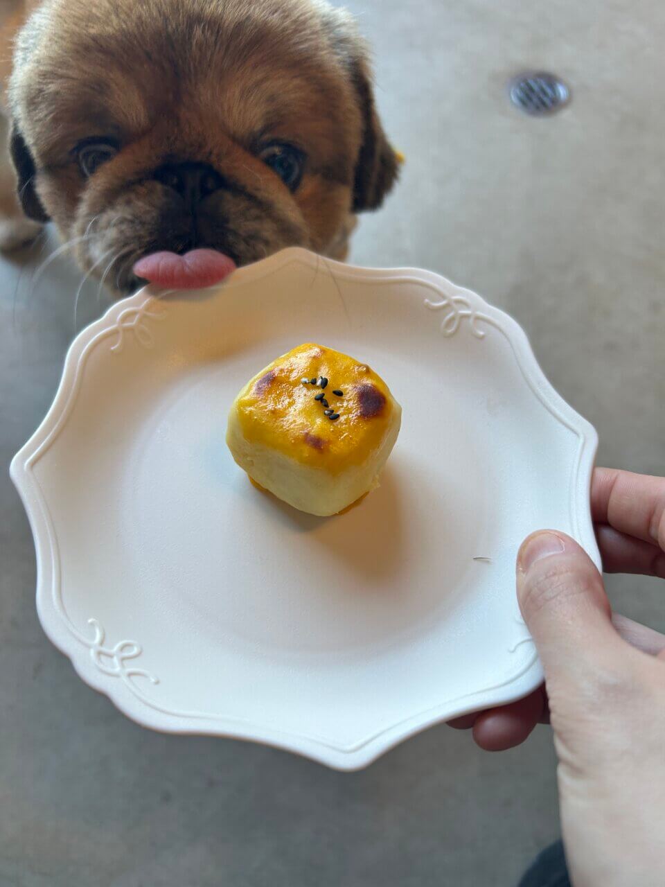 【徳島県・犬同伴OK】百々(ドド)｜古民家リノベカフェ＆ドッグラン、愛犬とゆったり過ごせるスポット