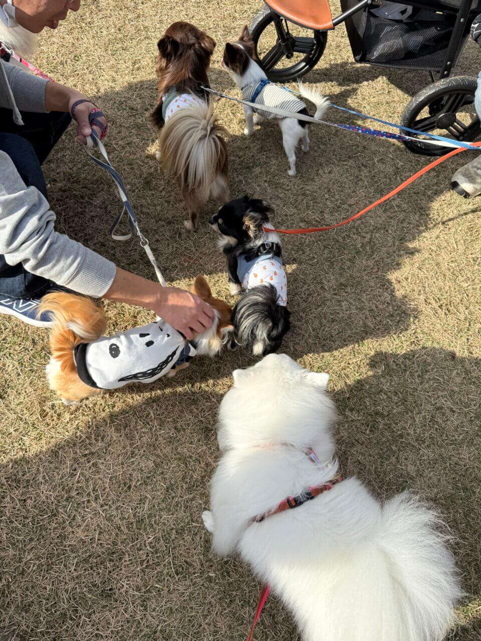 【島根県・犬同伴OK】第2回 わんわんマルシェ｜島根・出雲市で、愛犬と一緒に楽しめる無料の犬イベント