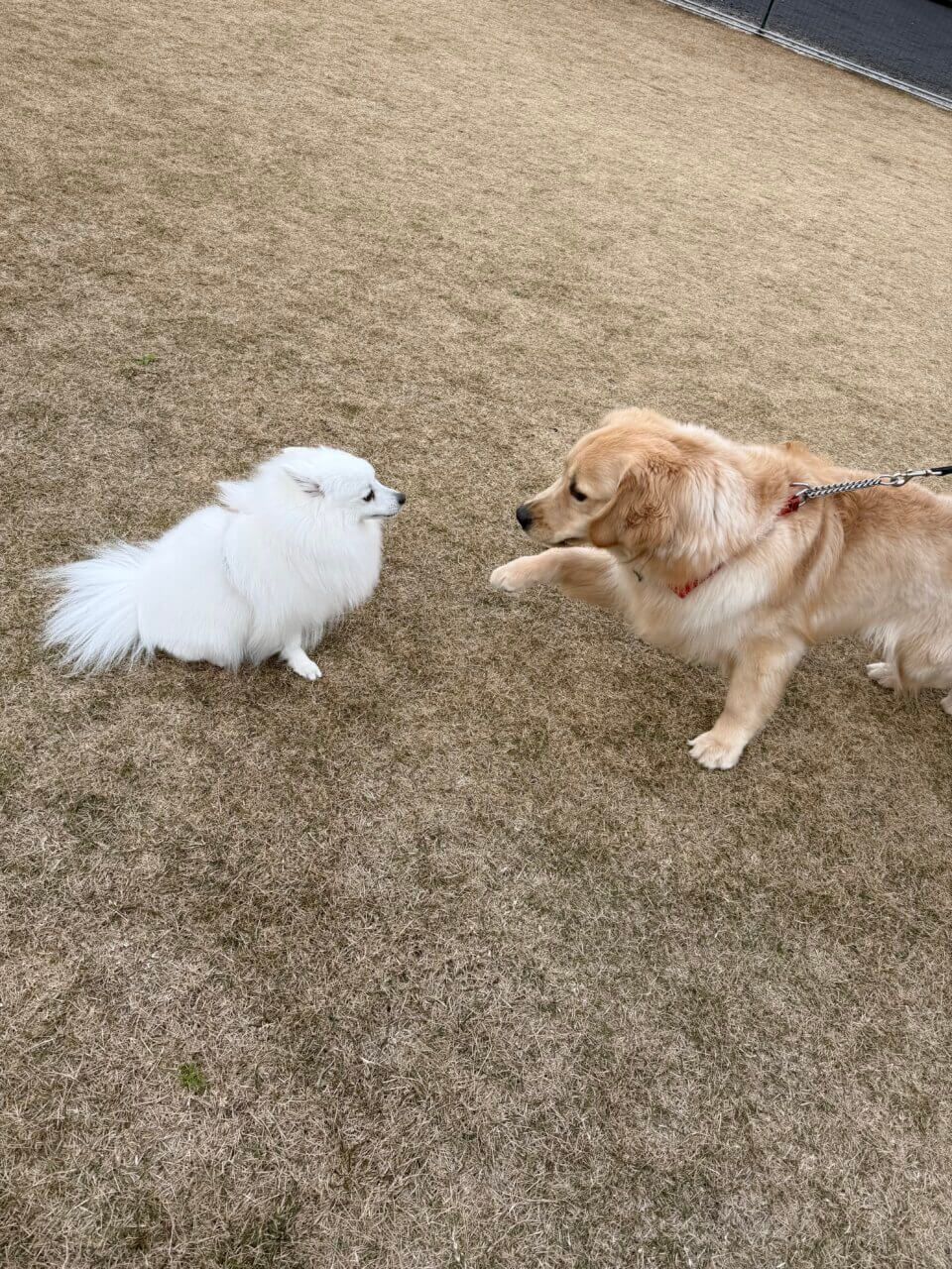 【島根県・犬同伴OK】ペットメモリアル出雲のいずもわんわん広場｜愛するペットとの最後の時間をゆったり過ごせるセレモニー施設