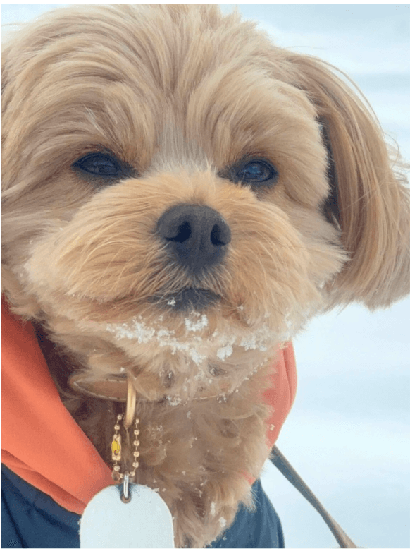 初めての雪に驚くワンちゃん