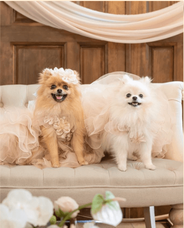 甘えん坊の愛犬の魅力を紹介する様子