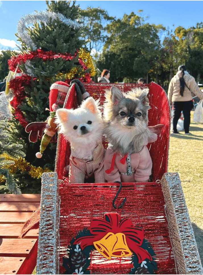 クリスマスのソリに乗って写真を撮るワンちゃん