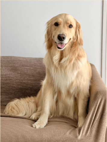 人間らしい愛犬の魅力を紹介する様子