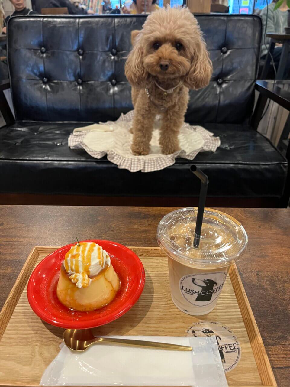 【東京都・犬同伴OK】東ティモールコーヒーラボ｜東京都北千住で、愛犬と自家焙煎コーヒーや犬用おやつを楽しめるカフェ