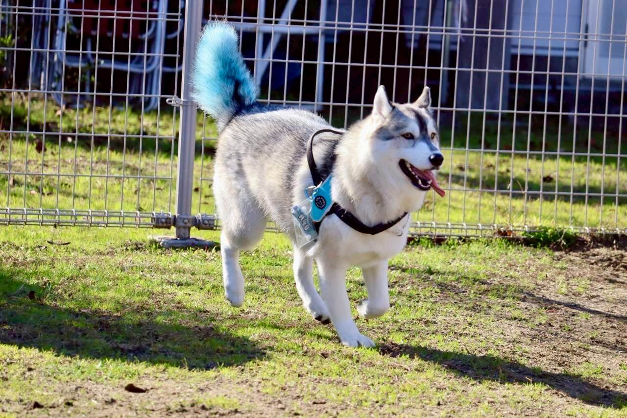 【岡山県・犬同伴OK】RSKバラ園｜岡山市で、愛犬と色とりどりのバラやドッグランを楽しめる癒しのバラ園