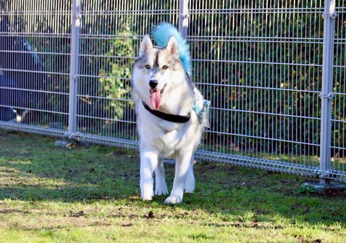 【岡山県・犬同伴OK】RSKバラ園｜岡山市で、愛犬と色とりどりのバラやドッグランを楽しめる癒しのバラ園