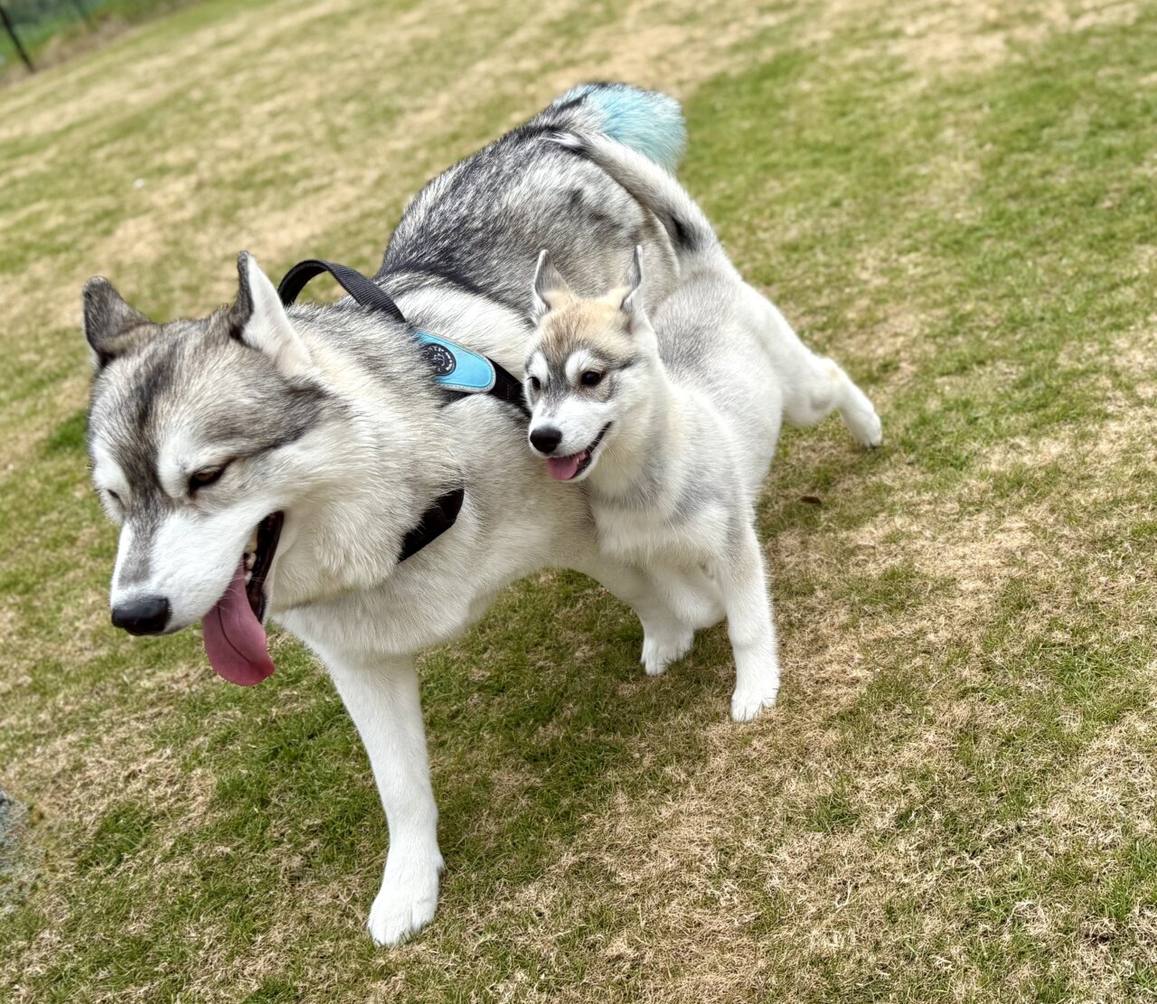 【兵庫県・犬同伴OK】ドッグラン＆カフェ里音 Re:on｜姫路市で、愛犬が天然芝ドッグランとカフェを満喫できる癒しの複合施設