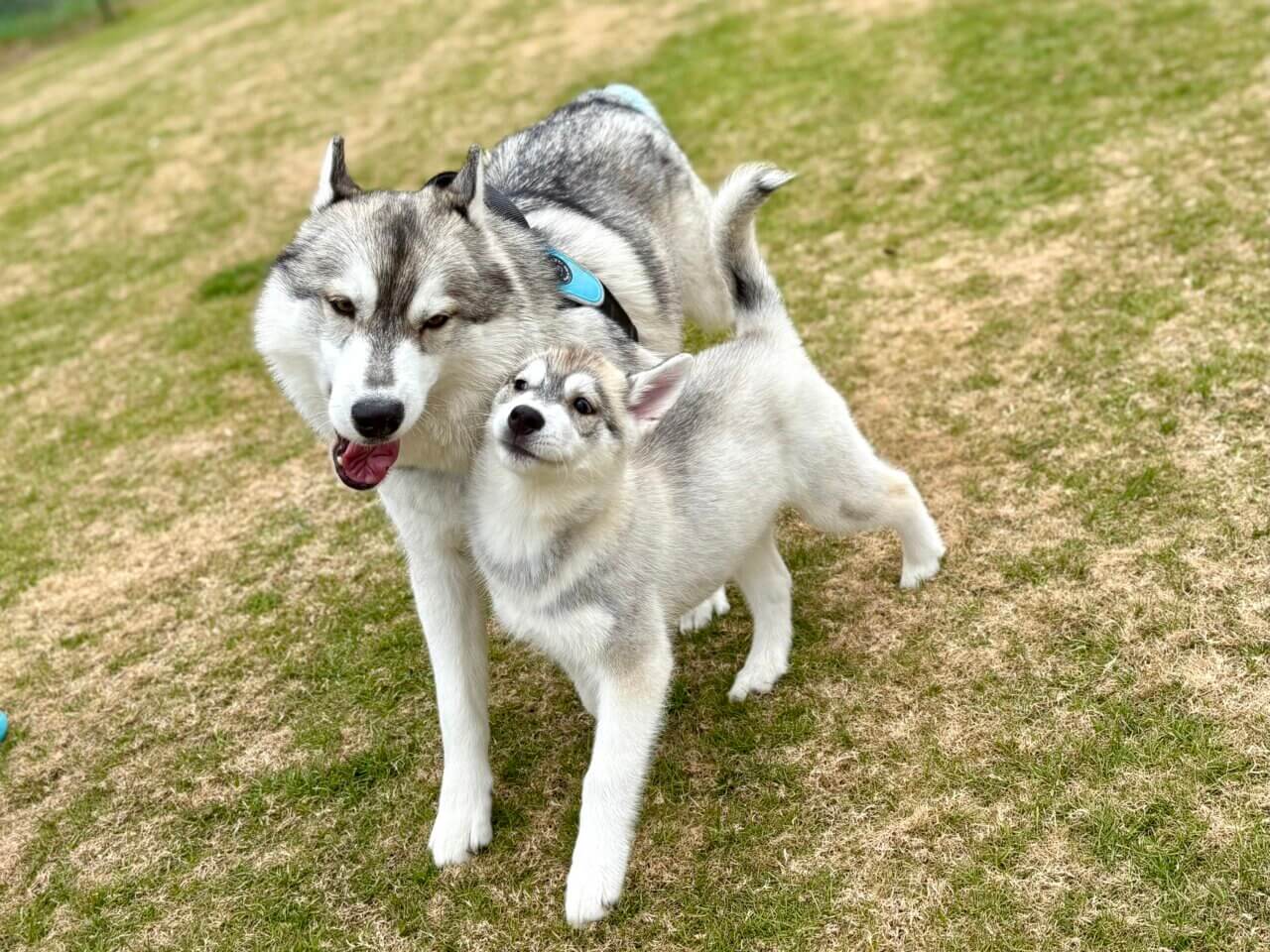 【兵庫県・犬同伴OK】ドッグラン＆カフェ里音 Re:on｜姫路市で、愛犬が天然芝ドッグランとカフェを満喫できる癒しの複合施設