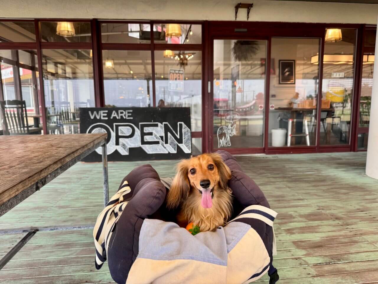 【沖縄・犬同伴OK】Cape Zanpa Drive-In｜沖縄・読谷村で、愛犬と海を眺めながらハンバーガーを楽しめるドライブインカフェ