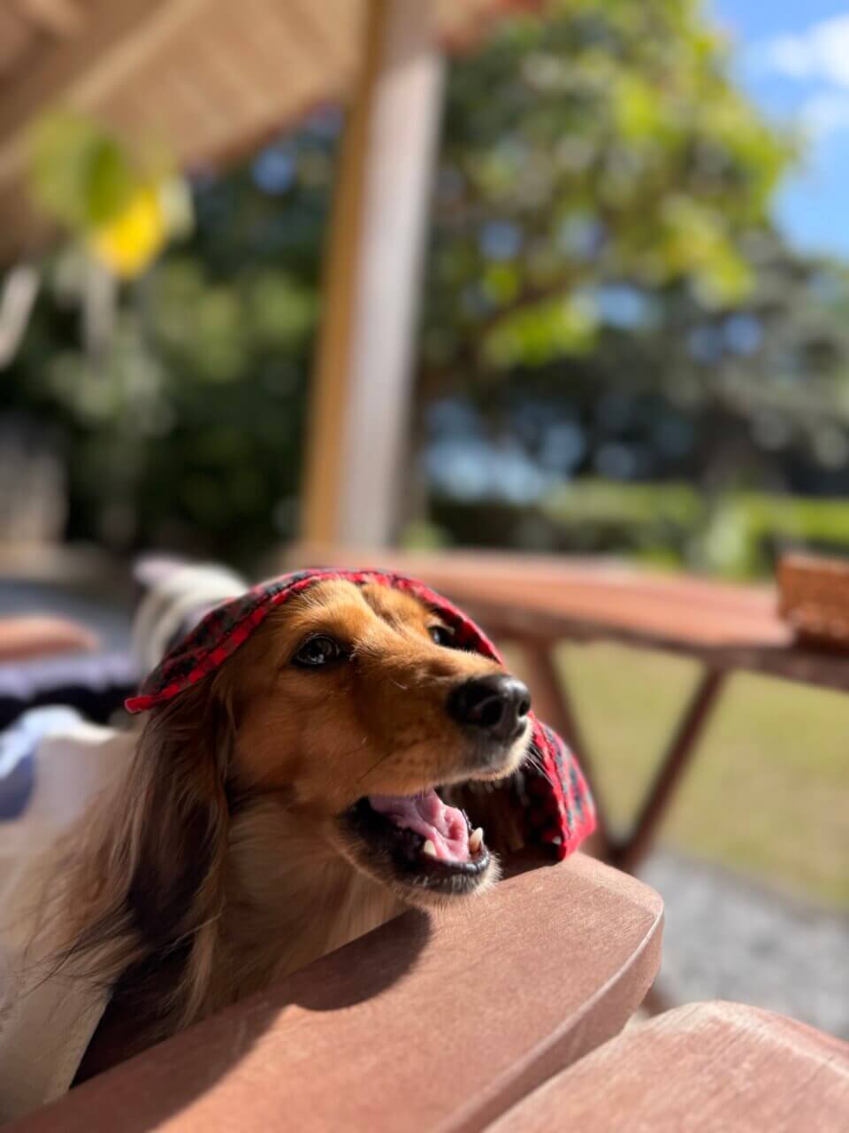 【沖縄県・犬同伴OK】みやんち STUDIO＆COFFEE｜愛犬と庭を眺めながら食事を楽しめるテラス席のある音楽家プロデュースカフェ