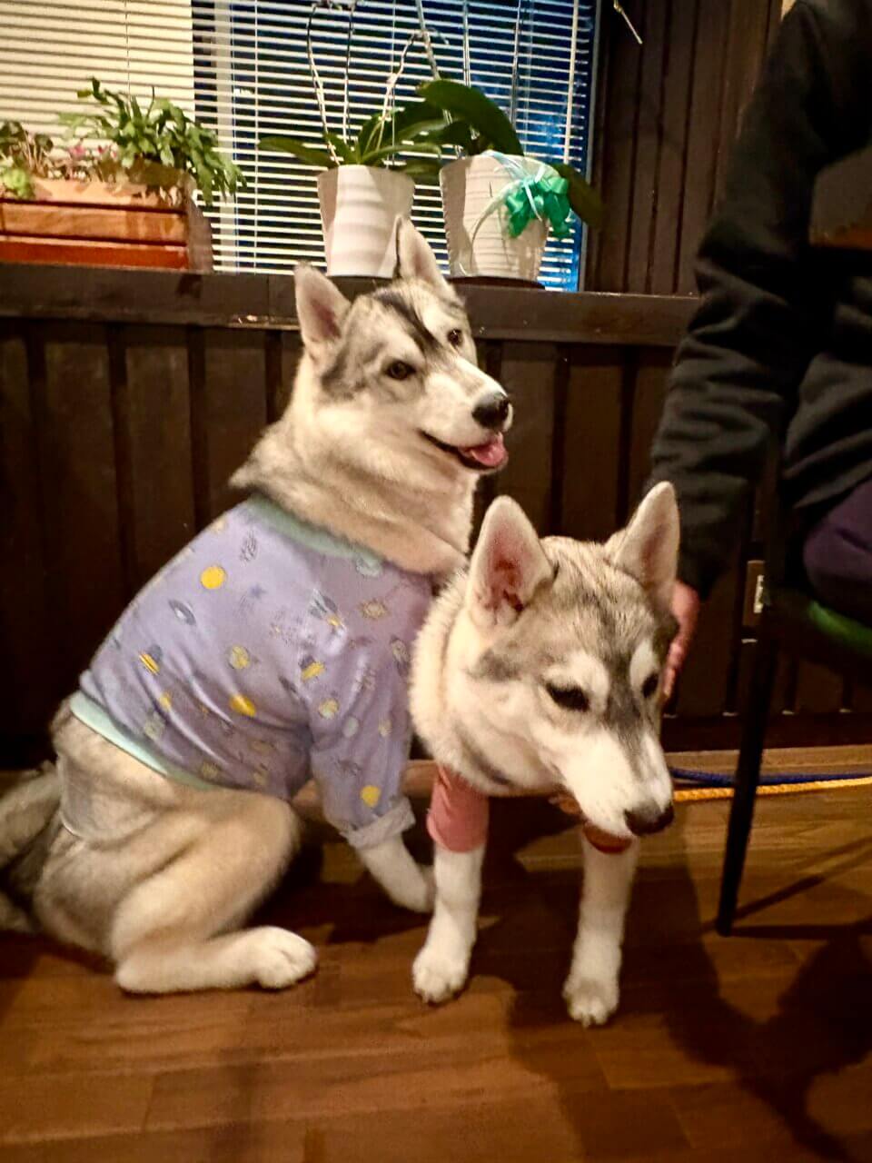 【長野県・犬同伴OK】ペンションBOW|自然豊かな野尻湖エリアで、愛犬と気兼ねなく過ごせる小さなペンション!