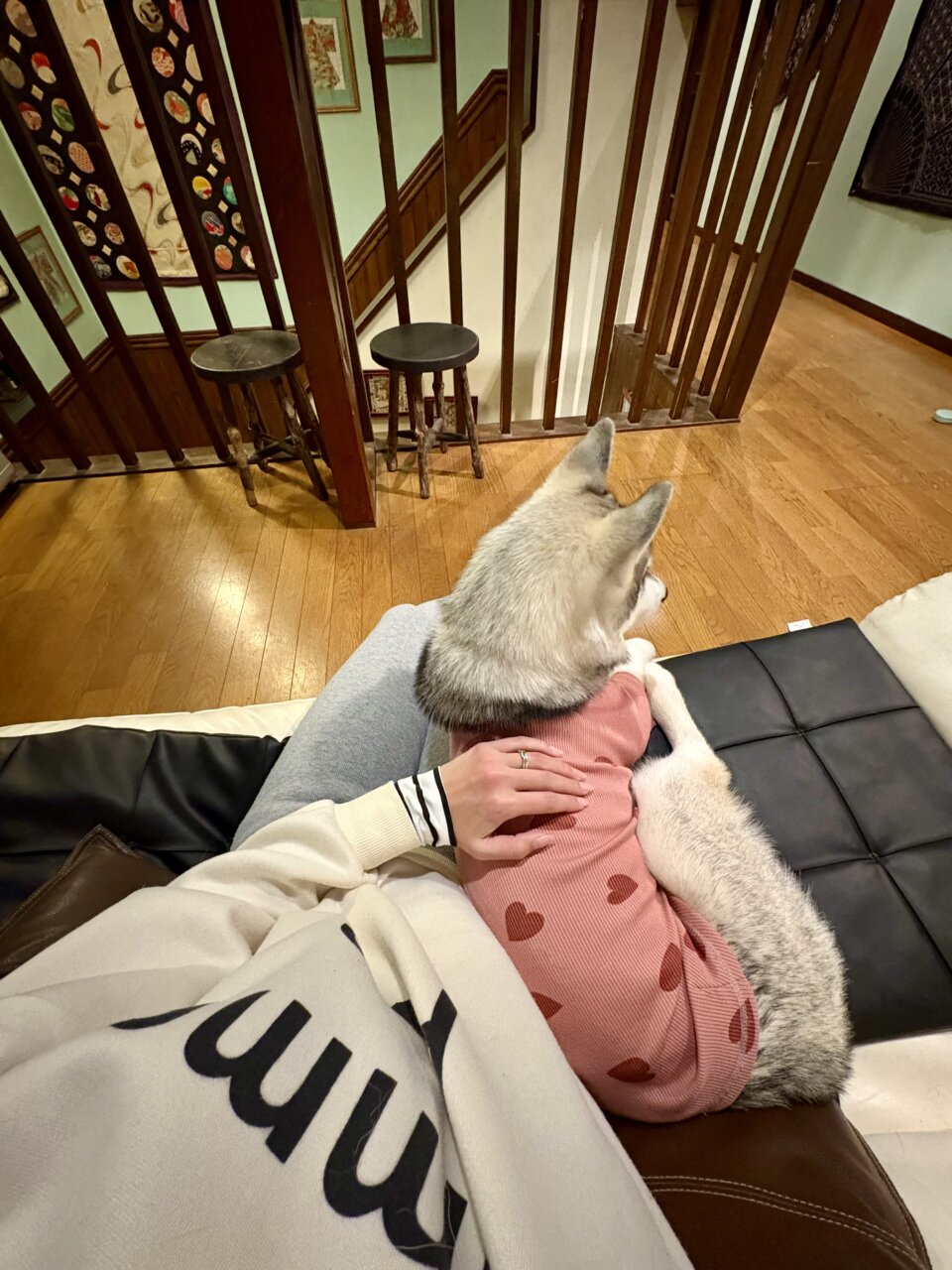 【長野県・犬同伴OK】ペンションBOW|自然豊かな野尻湖エリアで、愛犬と気兼ねなく過ごせる小さなペンション!