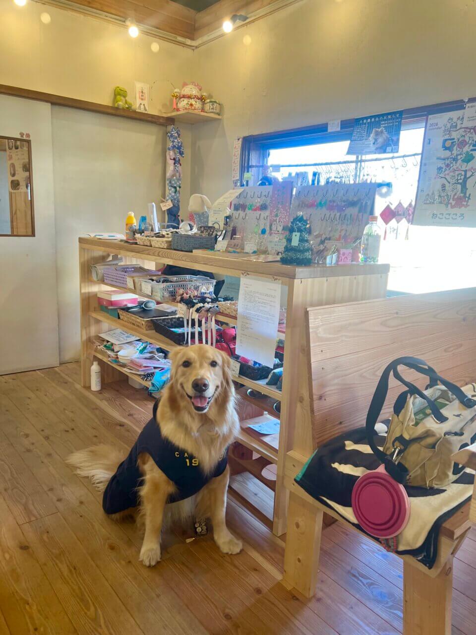 【長野県・犬同伴OK】WAN cafe COCOPERI｜東御市で、愛犬とハンバーガーバイキングを楽しめるペット同伴カフェ