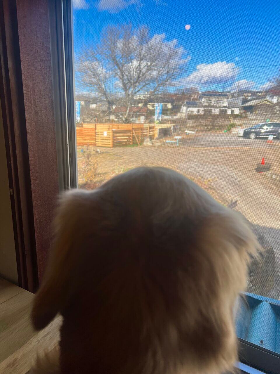 【長野県・犬同伴OK】WAN cafe COCOPERI｜東御市で、愛犬とハンバーガーバイキングを楽しめるペット同伴カフェ