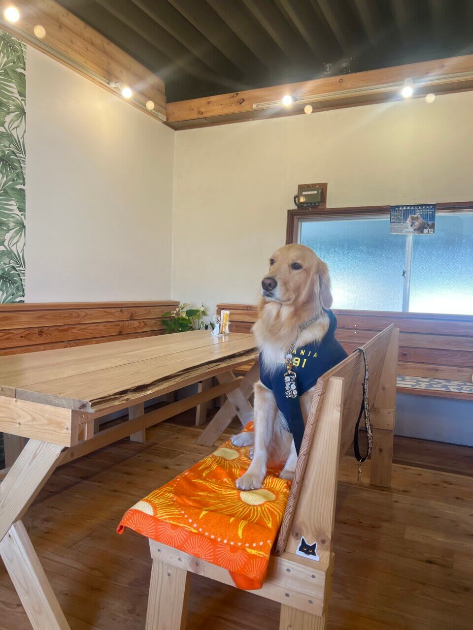 【長野県・犬同伴OK】WAN cafe COCOPERI｜東御市で、愛犬とハンバーガーバイキングを楽しめるペット同伴カフェ