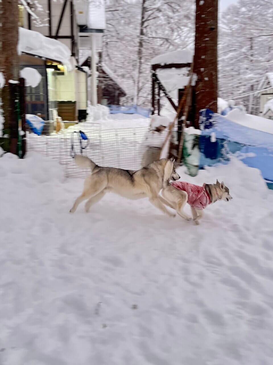 【長野県・犬同伴OK】ペンションBOW|自然豊かな野尻湖エリアで、愛犬と気兼ねなく過ごせる小さなペンション!