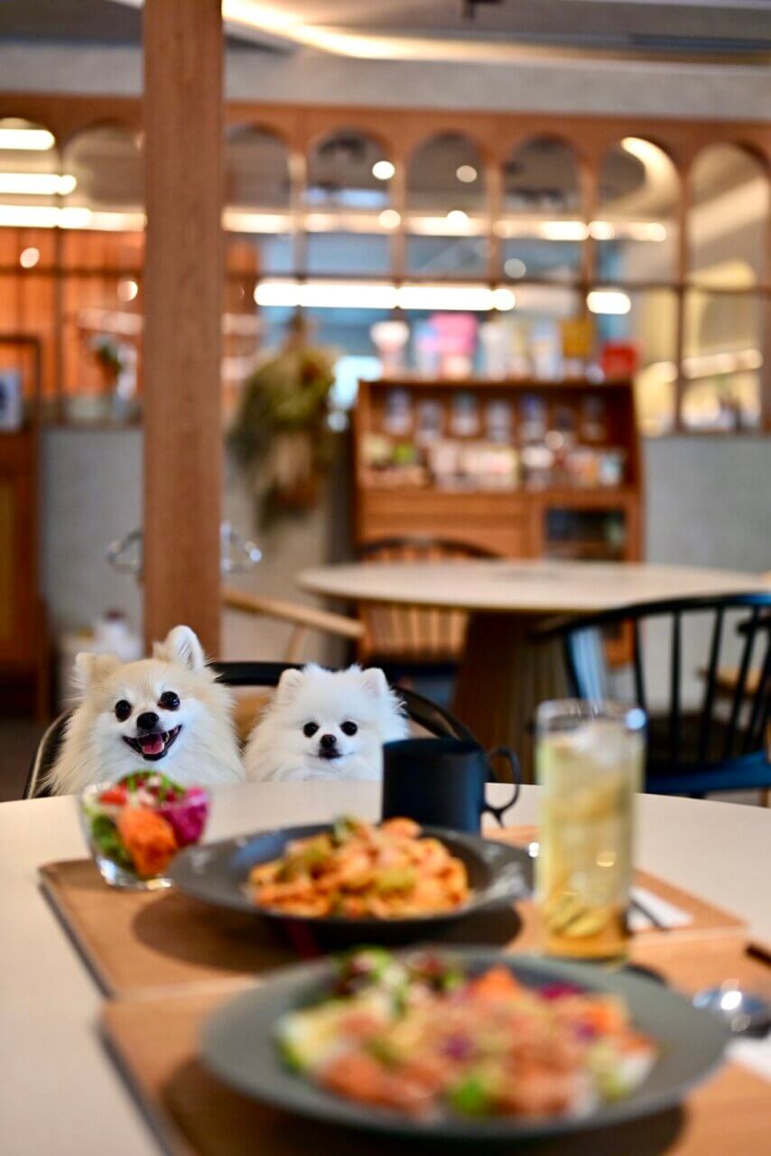 【石川県・犬同伴OK】knot 金沢｜金沢市で、愛犬とカフェやドッグランを楽しめるペット同伴OKの複合施設