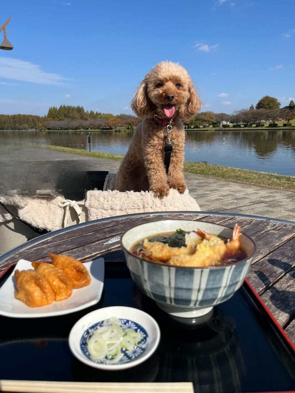 【東京都・犬同伴OK】水元公園｜東京都葛飾区の広大な自然公園で、愛犬と散策やドッグランが楽しめるスポット
