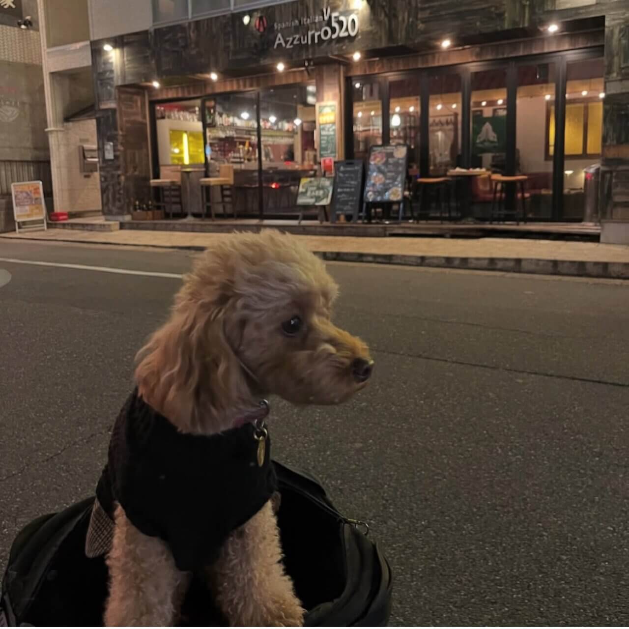 【千葉県・犬同伴OK】スパニッシュイタリアン Azzurro520 柏店|柏市のテラス席で愛犬と楽しめる、おしゃれなスパニッシュイタリアンダイニングバー