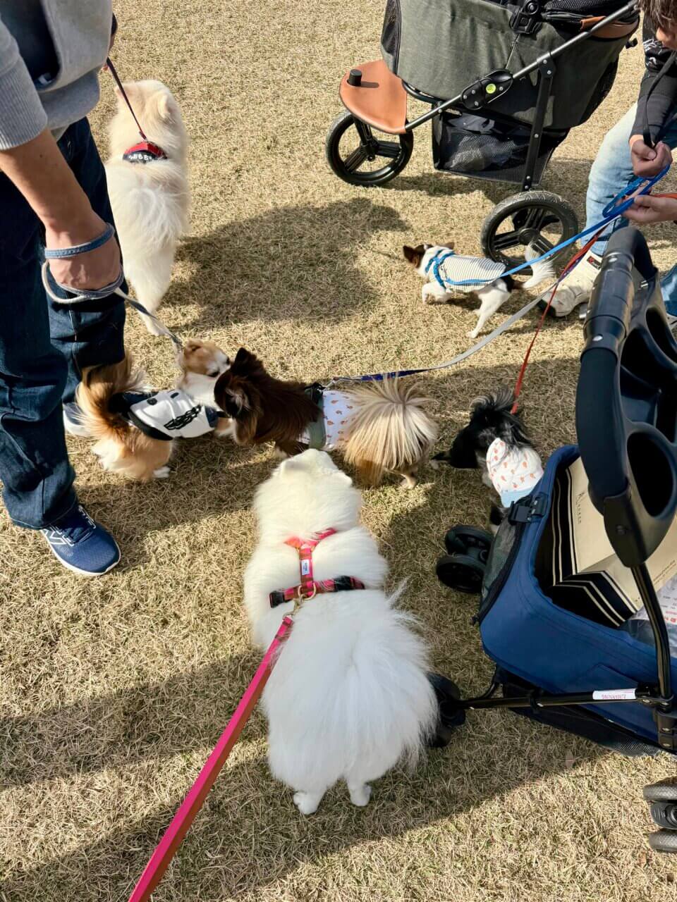 【島根県・犬同伴OK】第2回 わんわんマルシェ｜島根・出雲市で、愛犬と一緒に楽しめる無料の犬イベント