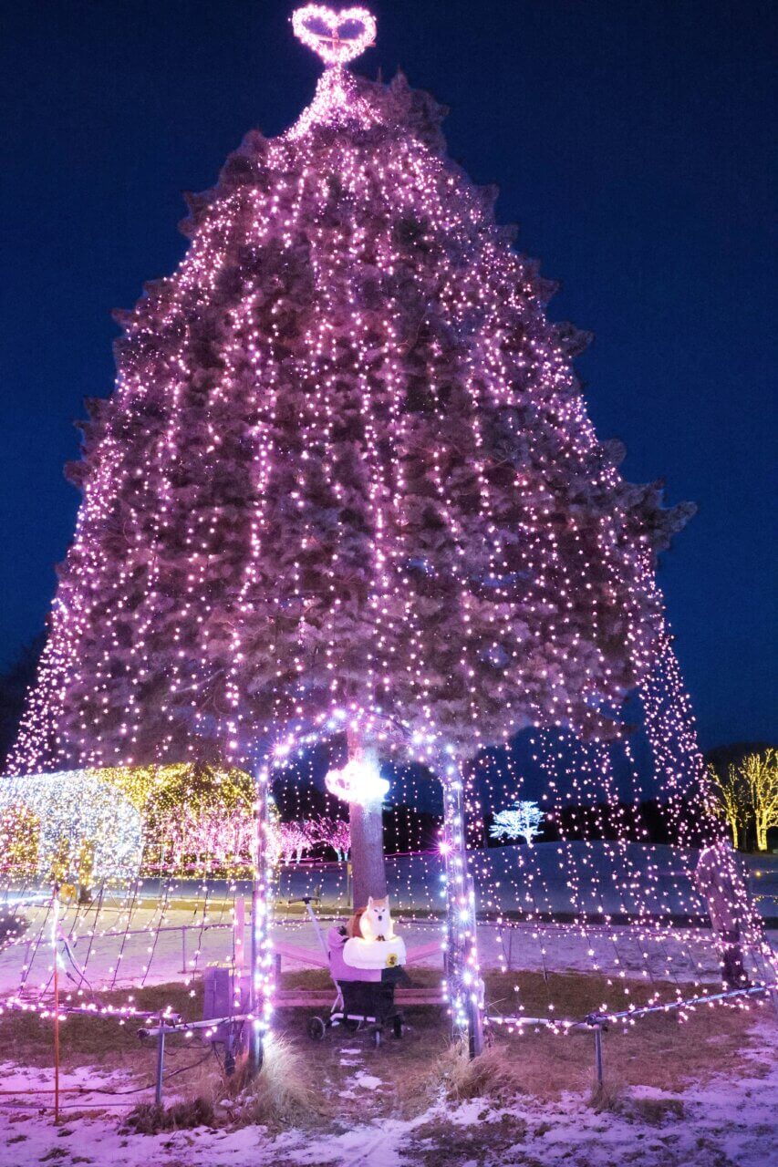 【岩手県・犬同伴OK】KOIWAI Winter Lights｜岩手・小岩井農場で、愛犬と楽しめる東北最大級の冬のイルミネーションイベント