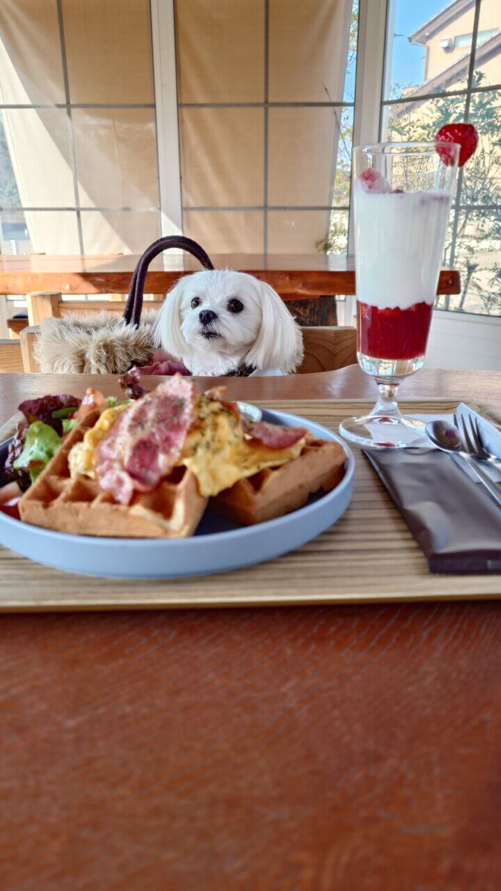 【愛知県・犬同伴OK】cafe 5 my space｜白いスイーツが人気の愛犬同伴OKテラスを備えた、自然の中でゆったり過ごせるおしゃれカフェ