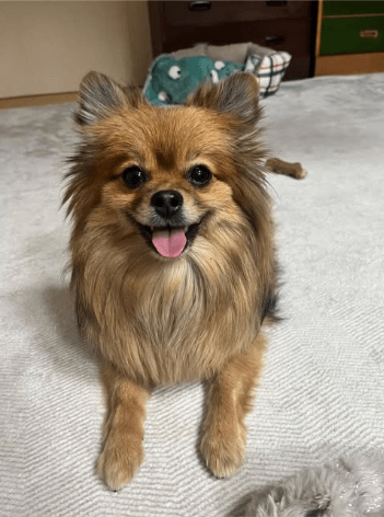 パンプキンスタイルが可愛い愛犬の魅力を紹介する様子