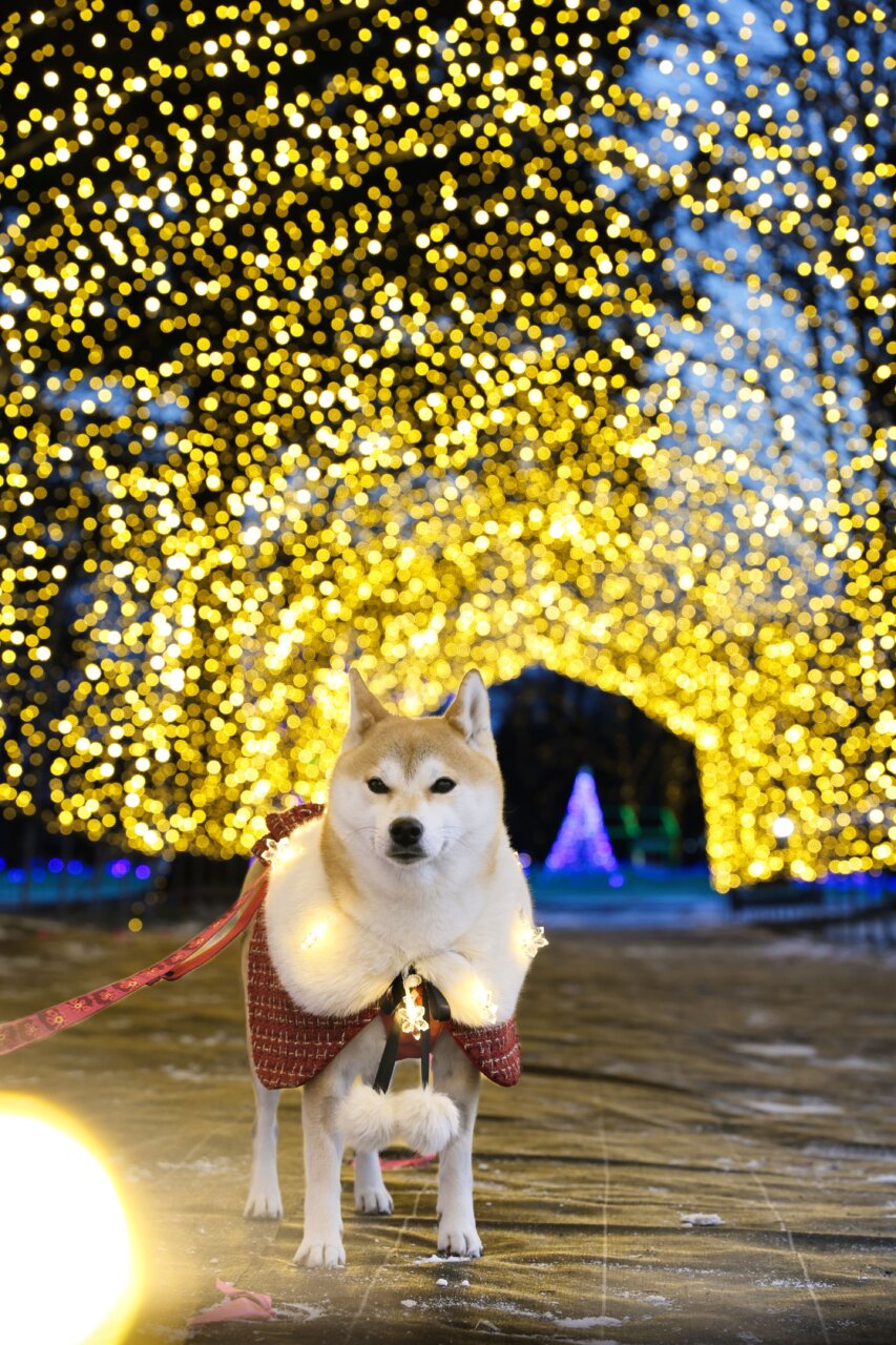 【岩手県・犬同伴OK】KOIWAI Winter Lights｜岩手・小岩井農場で、愛犬と楽しめる東北最大級の冬のイルミネーションイベント