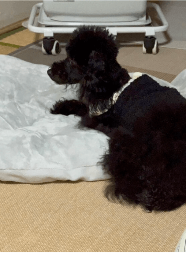 ヒーターの前で温まっているわんちゃん