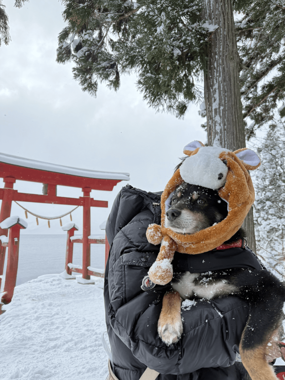 【秋田県・犬同伴OK】御座石神社｜田沢湖畔の朱鳥居が美しいパワースポット、愛犬と散策できる