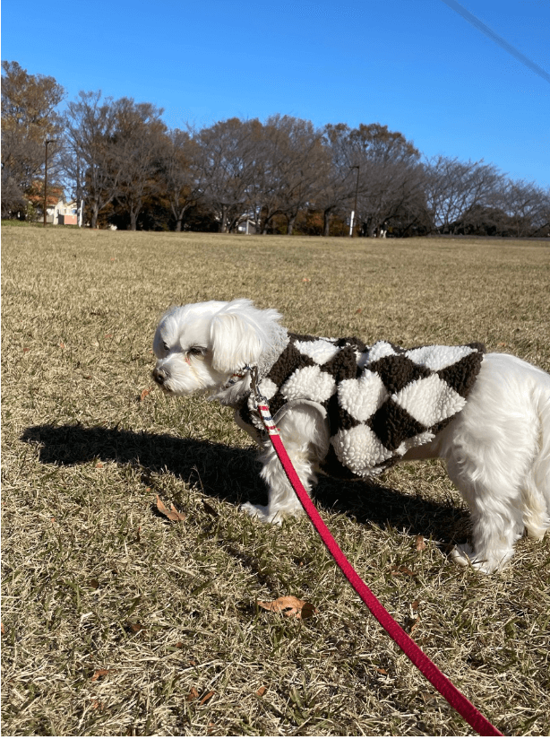 寒い冬の中でお散歩をするわんちゃん