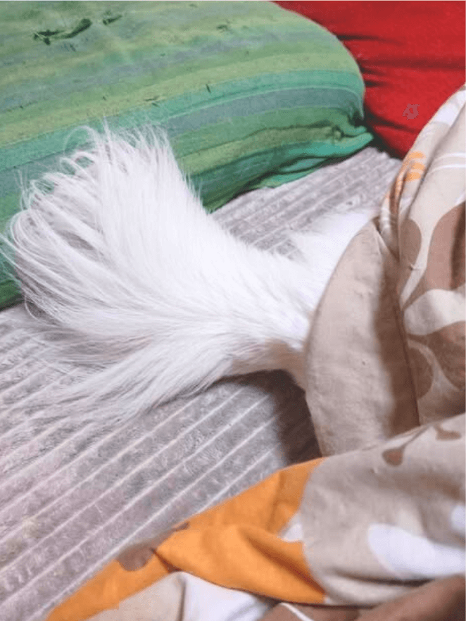 こたつで寝て、尻尾だけ出ているわんちゃん