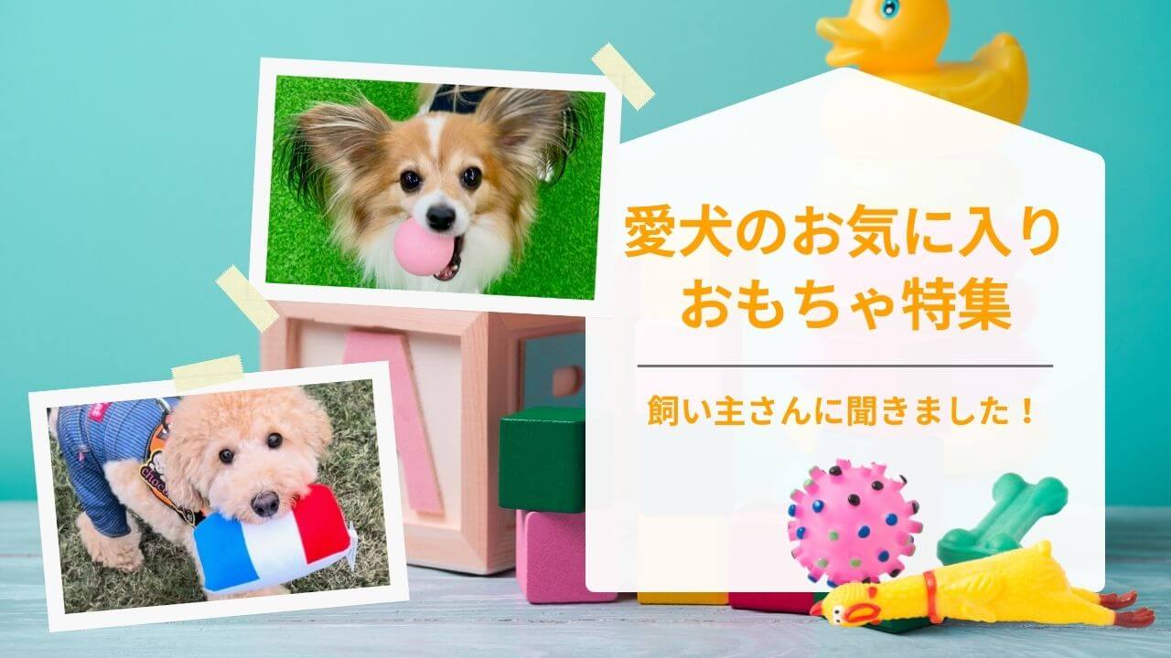 愛犬のお気に入りおもちゃを飼い主さんに聞きました