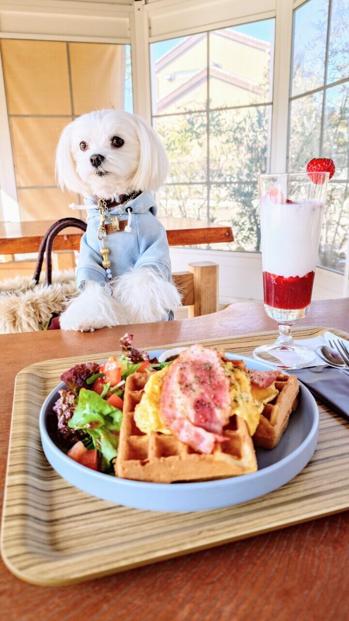【愛知県・犬同伴OK】cafe 5 my space｜白いスイーツが人気の愛犬同伴OKテラスを備えた、自然の中でゆったり過ごせるおしゃれカフェ