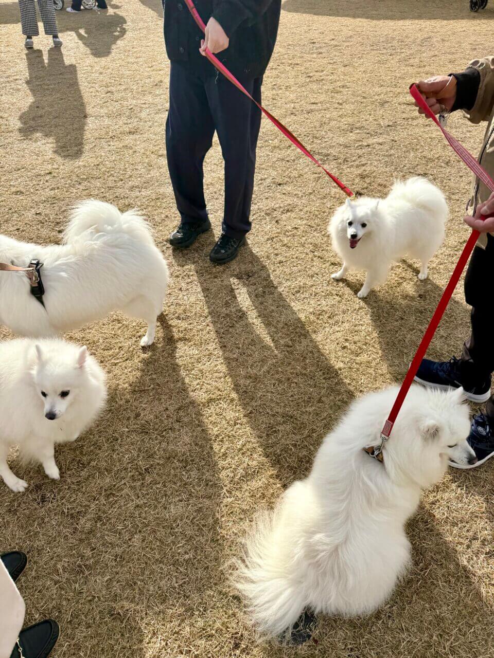 【島根県・犬同伴OK】第2回 わんわんマルシェ｜島根・出雲市で、愛犬と一緒に楽しめる無料の犬イベント