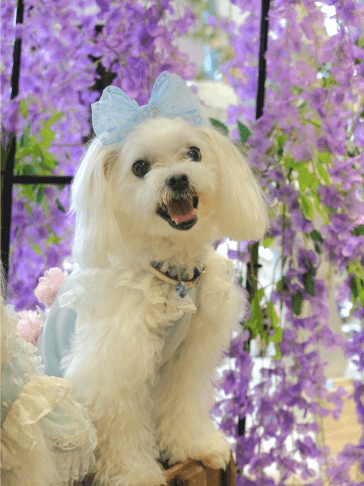 女子力が高い愛犬の魅力を紹介する様子