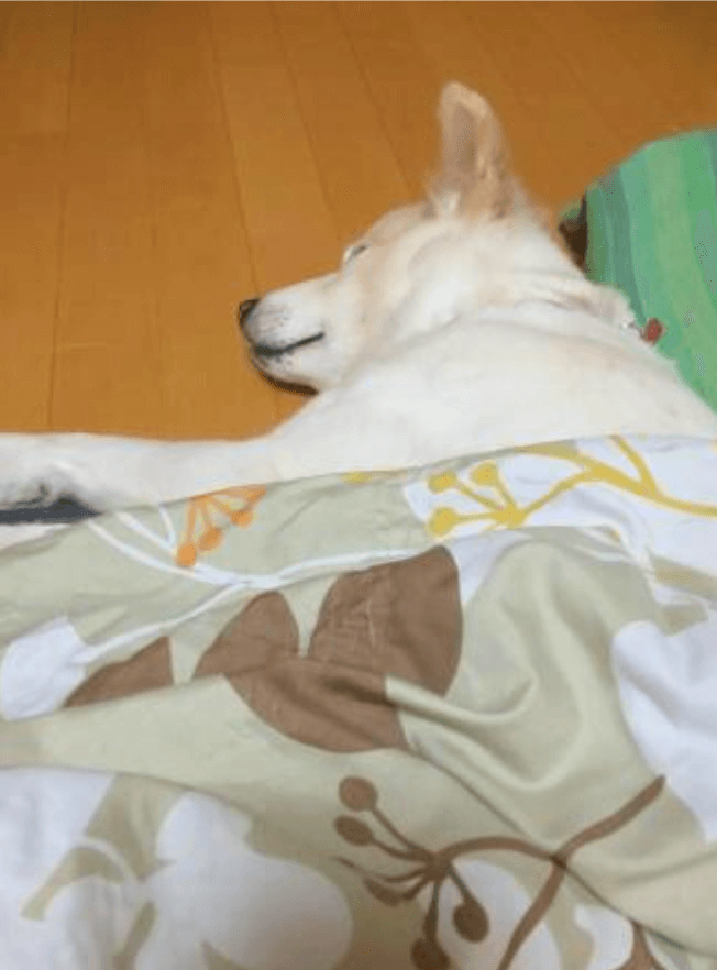 こたつで寝ているわんちゃん