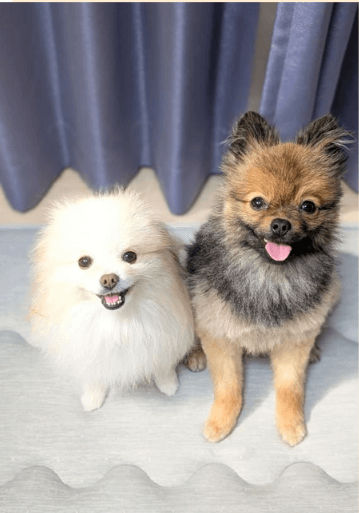 笑顔が可愛い愛犬の魅力を紹介する様子