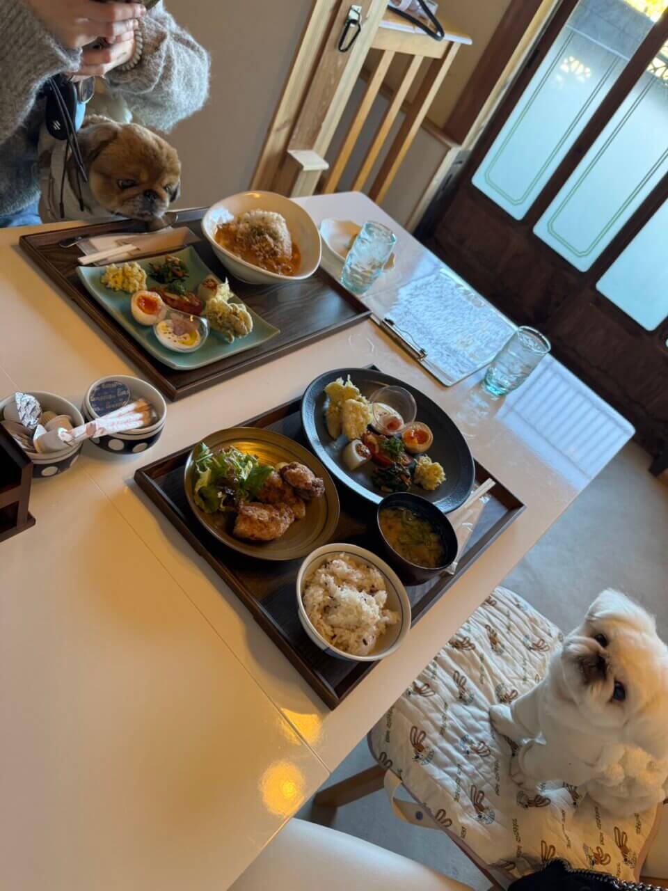 【徳島県・犬同伴OK】百々(ドド)｜古民家リノベカフェ＆ドッグラン、愛犬とゆったり過ごせるスポット