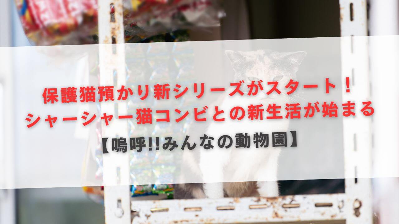 保護猫預かり新シリーズがスタート！嗚呼!!みんなの動物園