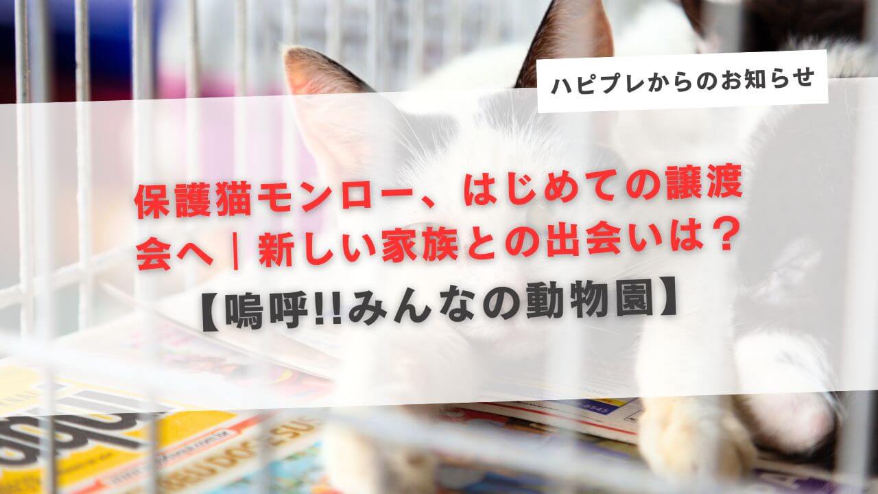 保護猫モンロー、はじめての譲渡会へ｜新しい家族との出会いは？【嗚呼!!みんなの動物園】