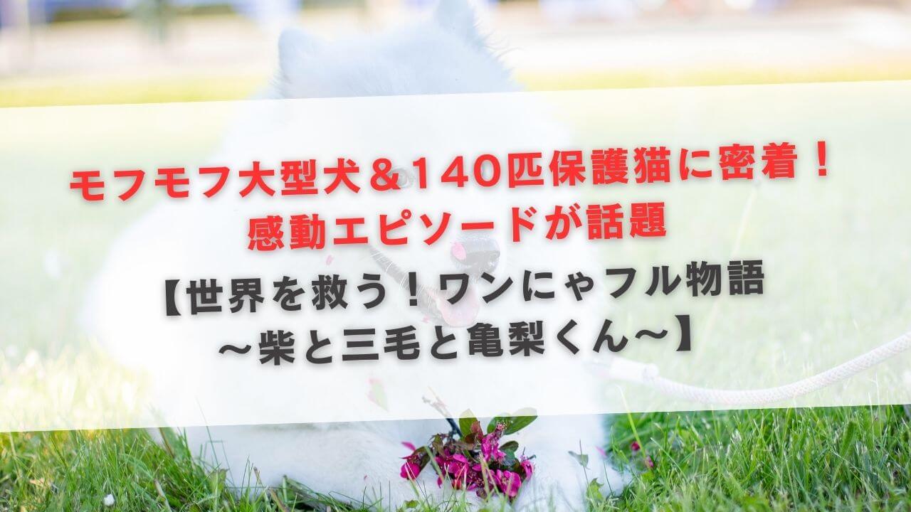 モフモフ大型犬＆140匹保護猫に密着！感動エピソードが話題【世界を救う！ワンにゃフル物語 ～柴と三毛と亀梨くん～】