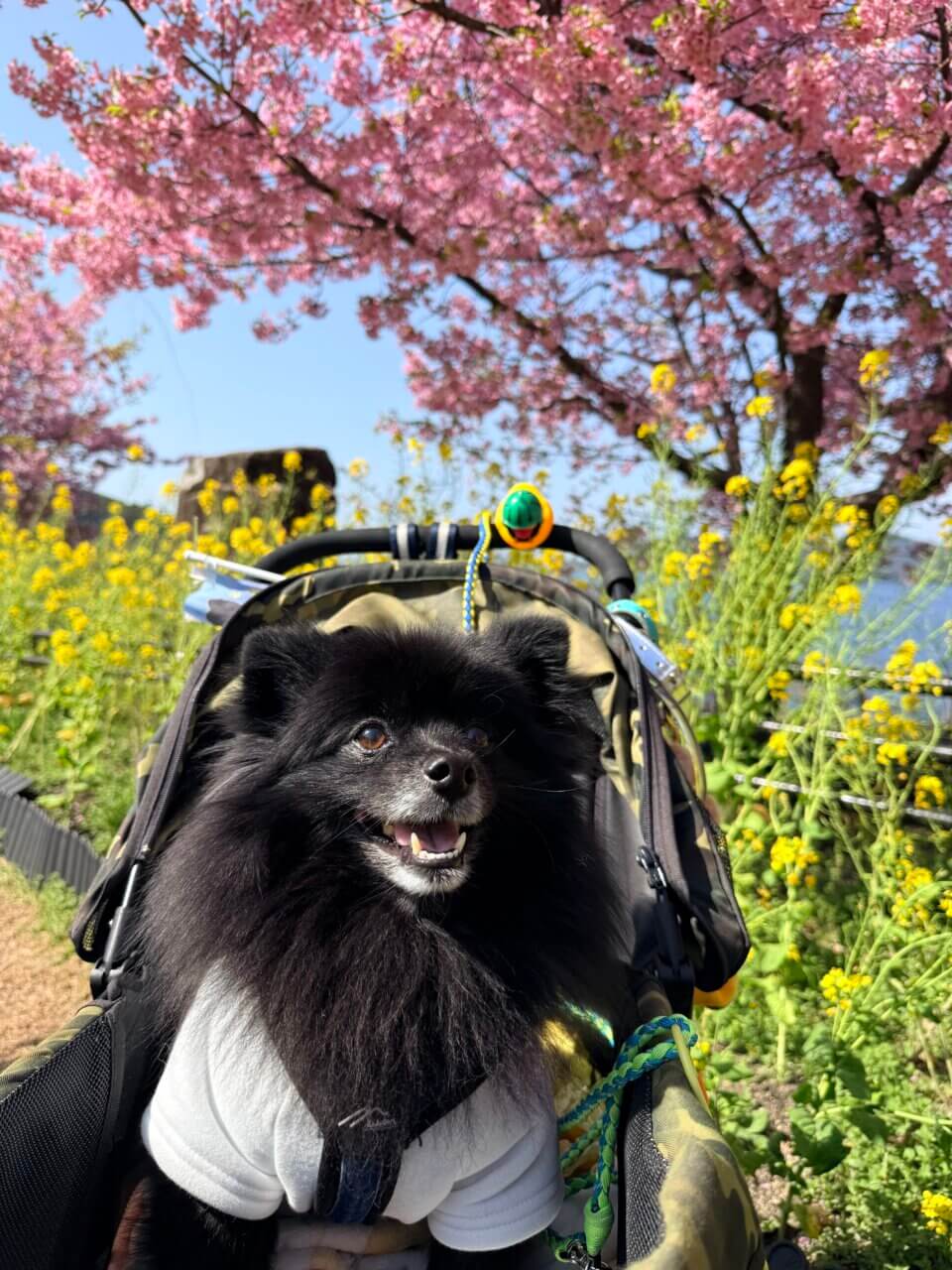 【山口県・犬同伴OK】潮風ガーデン 笠戸島|瀬戸内海の景色と季節の花を楽しみながら、愛犬と一緒に散策できる海沿いのガーデンスポット
