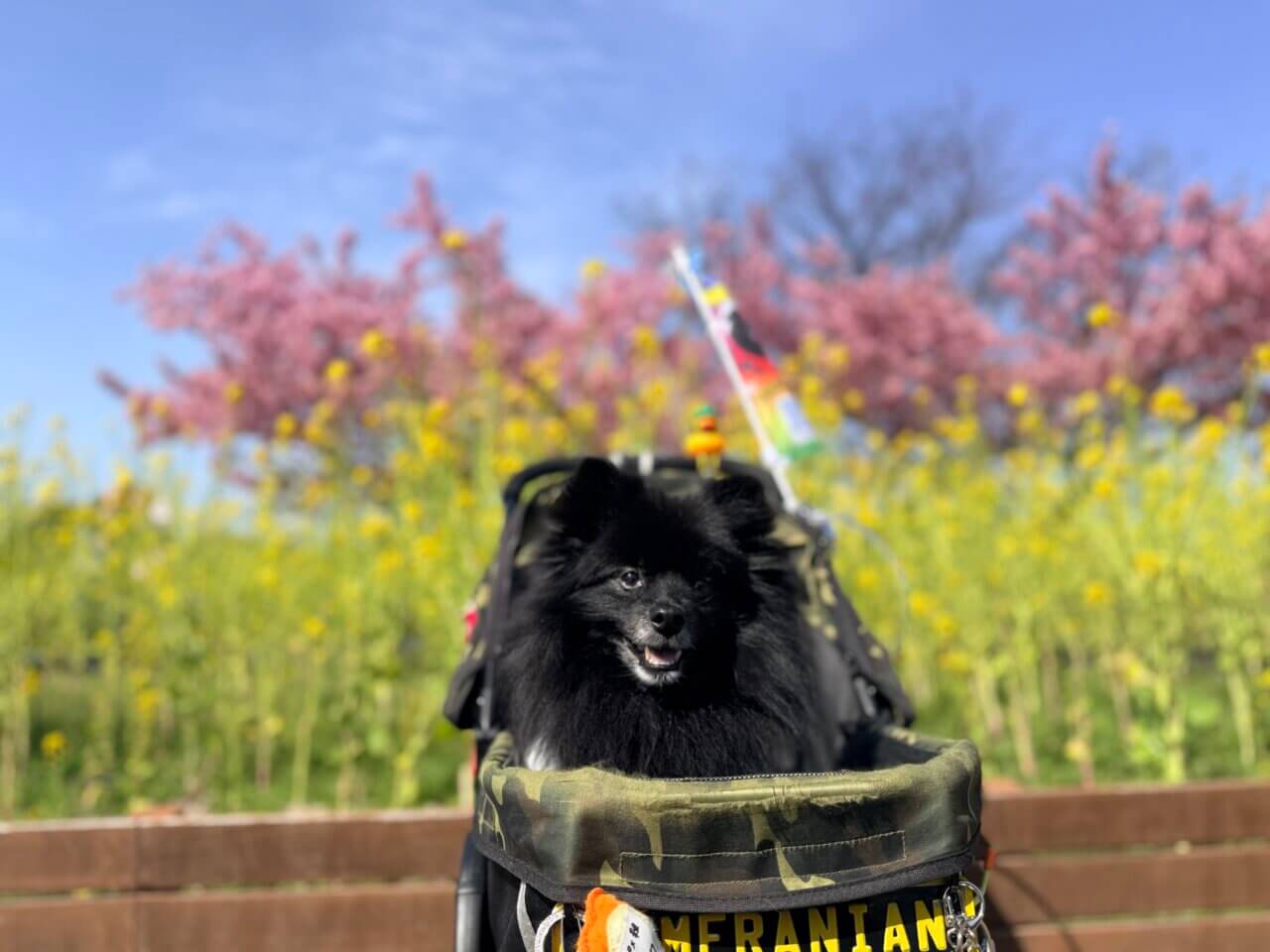 【山口県・犬同伴OK】潮風ガーデン 笠戸島|瀬戸内海の景色と季節の花を楽しみながら、愛犬と一緒に散策できる海沿いのガーデンスポット