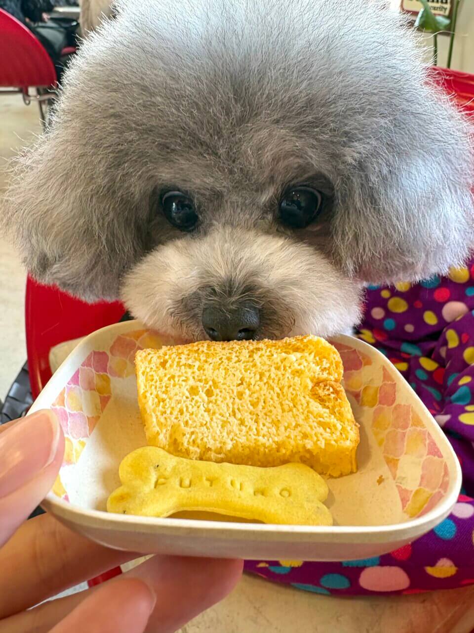 【愛知県・犬同伴OK】FUTURO cafe+dining｜テラス席で愛犬と一緒に食事やカフェタイムを楽しめるおしゃれなカフェダイニング