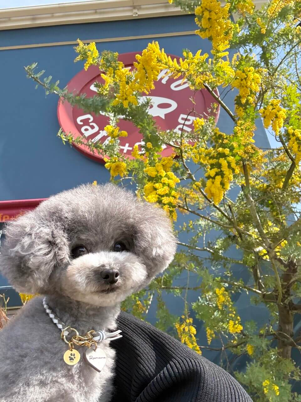 【愛知県・犬同伴OK】FUTURO cafe+dining｜テラス席で愛犬と一緒に食事やカフェタイムを楽しめるおしゃれなカフェダイニング