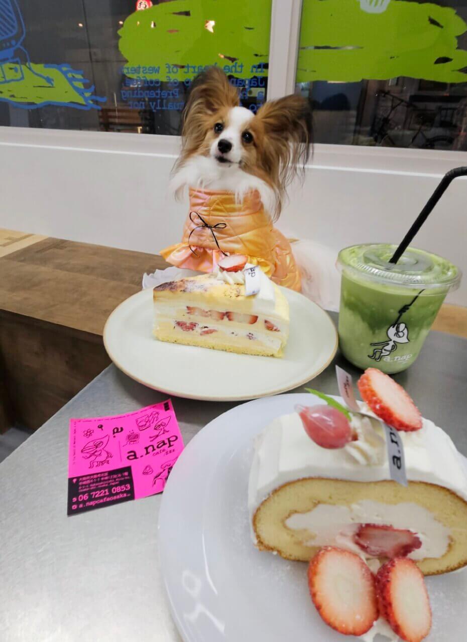 【大阪府・犬同伴OK】a.nap café｜テラス席で愛犬と一緒にゆったりカフェタイムを楽しめるおしゃれなカフェ
