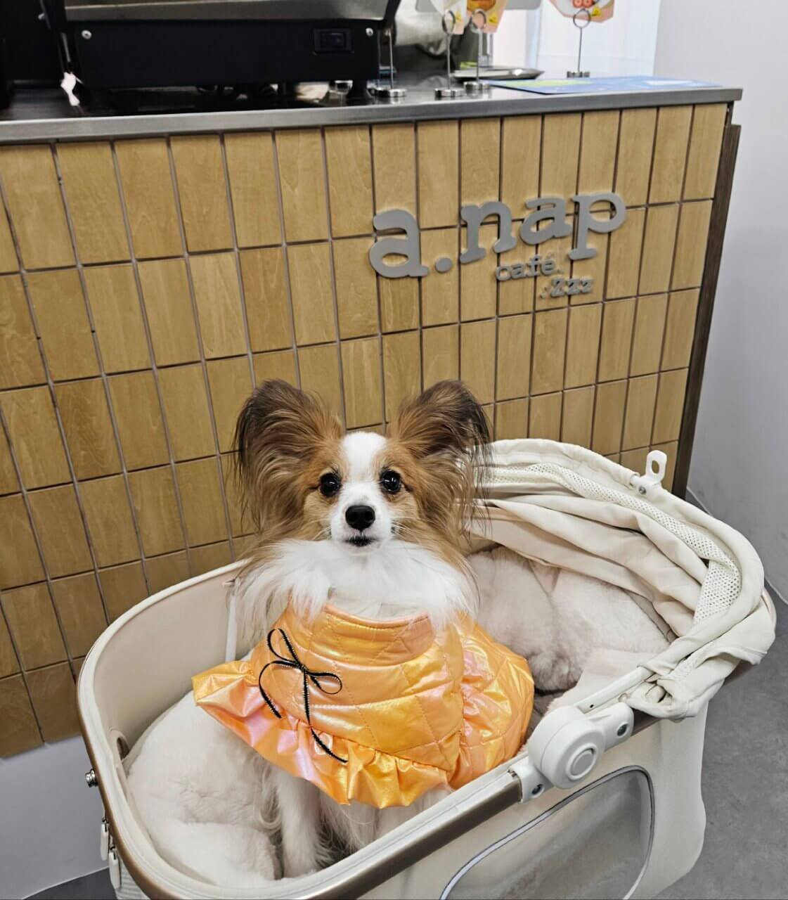 【大阪府・犬同伴OK】a.nap café｜テラス席で愛犬と一緒にゆったりカフェタイムを楽しめるおしゃれなカフェ