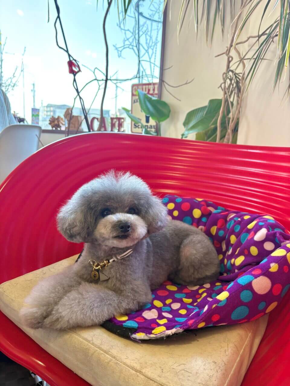 【愛知県・犬同伴OK】FUTURO cafe+dining｜テラス席で愛犬と一緒に食事やカフェタイムを楽しめるおしゃれなカフェダイニング